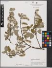 Foto von Salix caprea L.